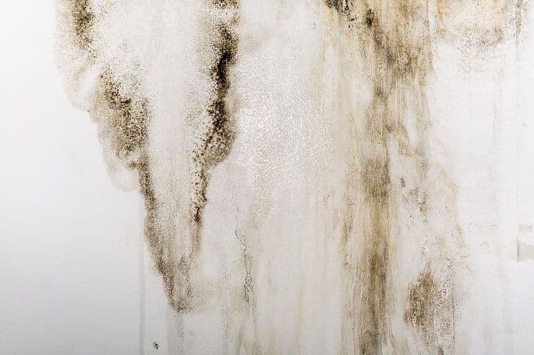 66e31c64624223863c2c5657_6668f4d3eb00d8fc624155f9_roof-water-leak-mold.jpeg